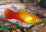 Platy Fish ''Xiphophorus maculatus''
