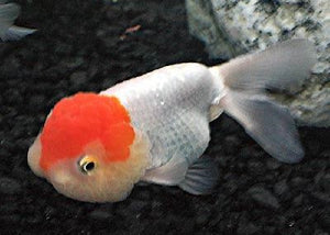 Lionhead Goldfish "Carassius  auratus" - Assorted - 2"