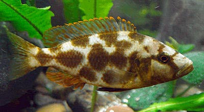 Livingstoni Cichlid "Nimbochromis livingstonii"