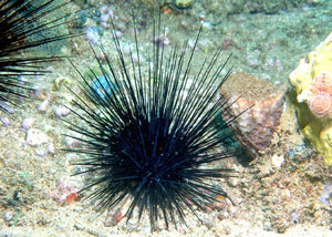 Black Long-spined Sea Urchin. "Diadema setosum"