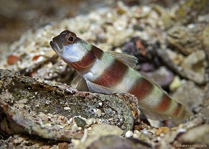 Magnus Goby "Amblyeleotris sungami"