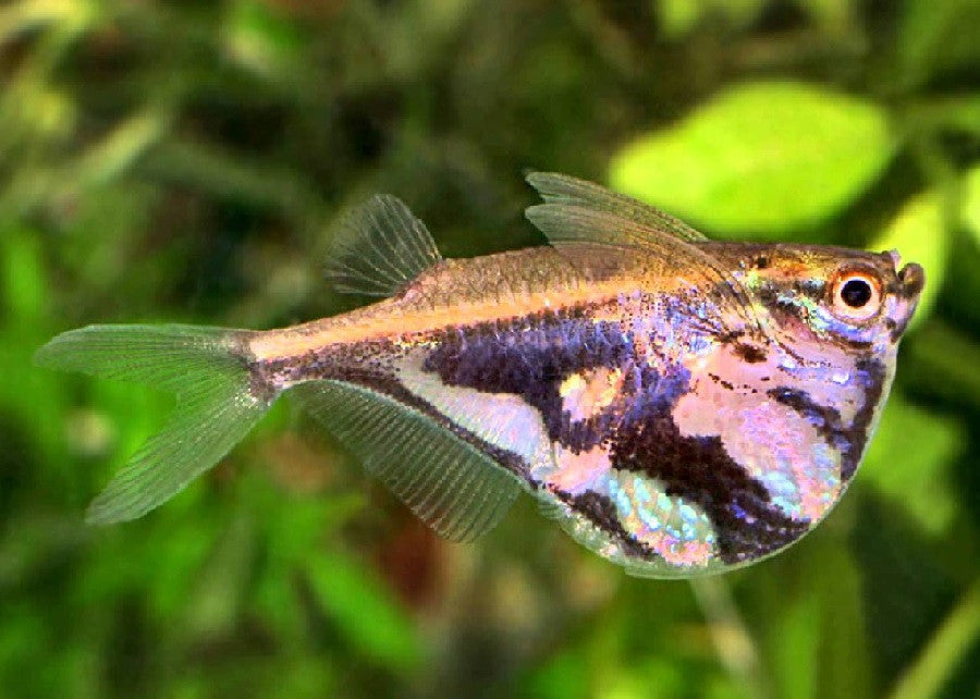 Marbled Hatchetfish "Carnegiella strigata"