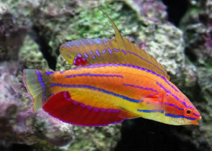 McCosker's Flasher Wrasse "Paracheilinus mccoskeri"