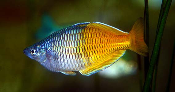 Boesemani Rainbowfish "Melanotaenia boesmani"