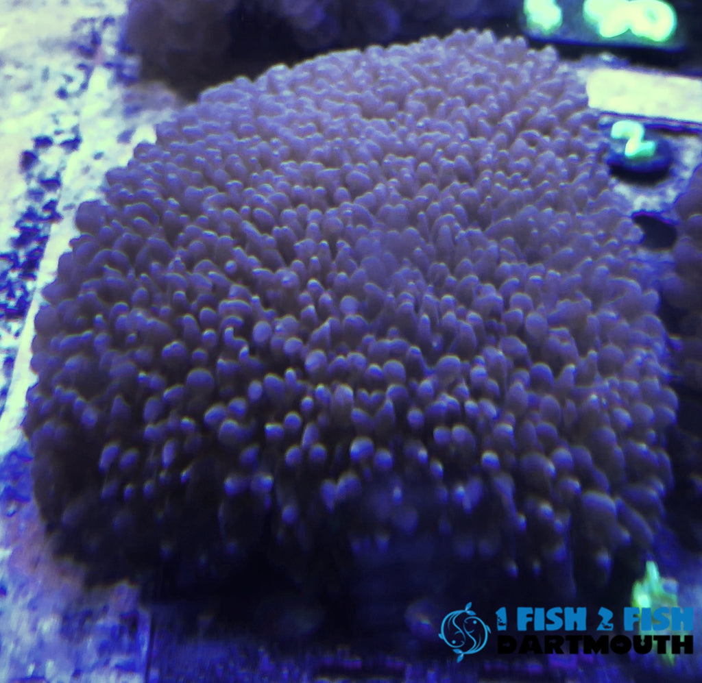 Micro Bubble Coral Frags (283)