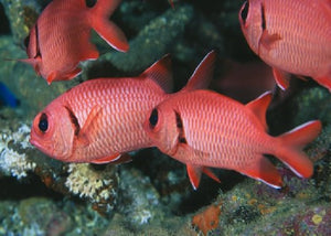 Crimson Soldierfish "Myripristis murdjan"