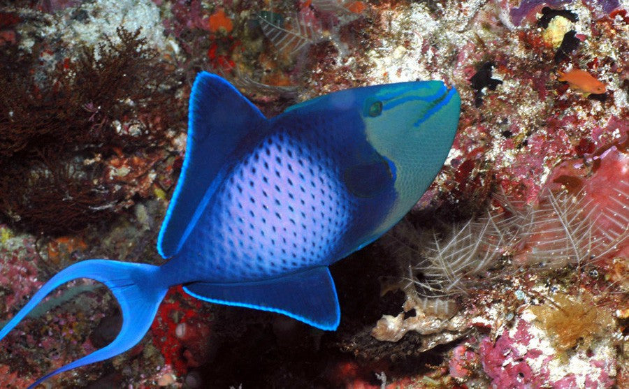 Niger Redtooth Trigger 