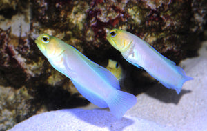 Yellowhead "Pearly" Jawfish "Opistognathus  Aurifrons"