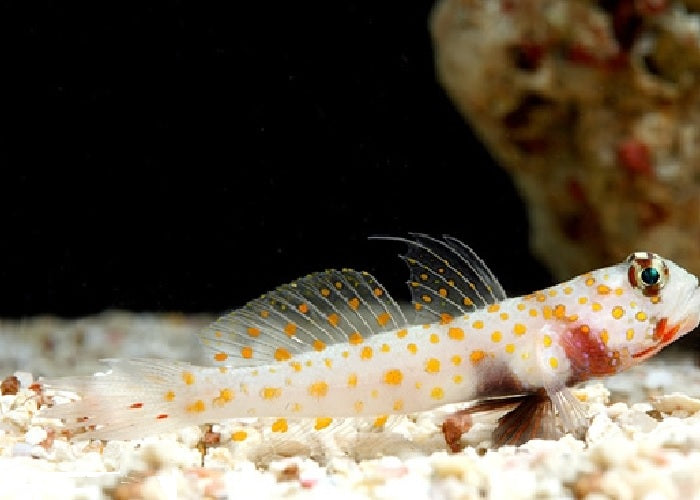 Orange Spot Prawn Goby "Amblyeleotris guttata"