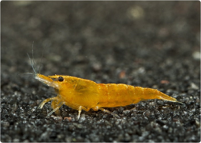 Orange Sakura Shrimp "Caridina sp."