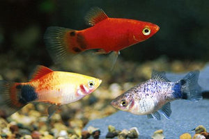 Platy Fish ''Xiphophorus maculatus''