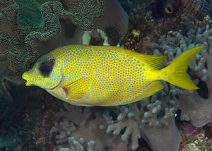 Pacific Coral Rabbitfish "Siganus corallinus"