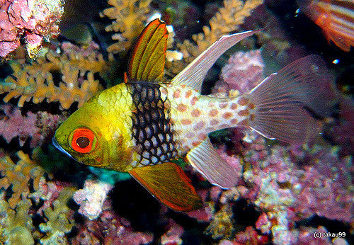 Pajama Cardinalfish "Sphaeramia nematoptera"