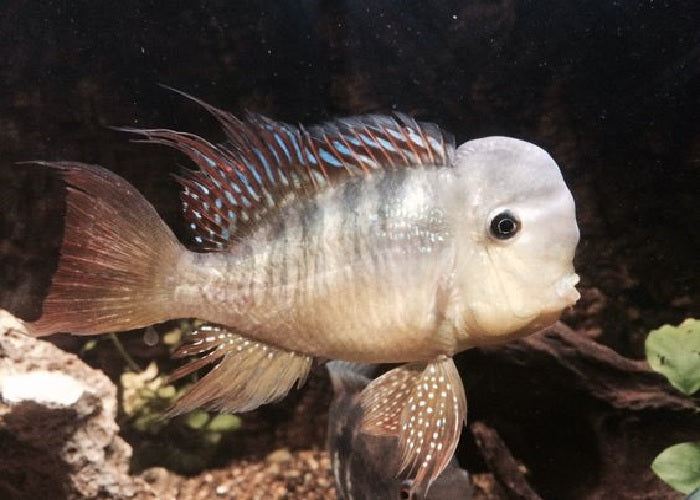 Paraguay Eartheater "Gymnogeophagus balzanii"- 2"