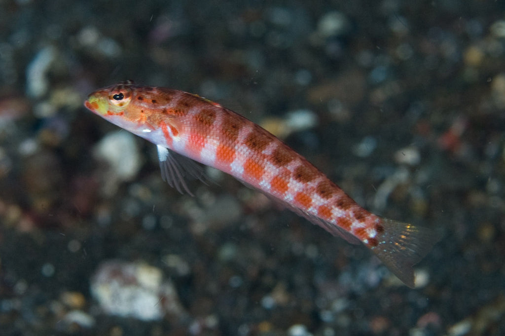 Harlequin Sandperch "Parapercis maculata"