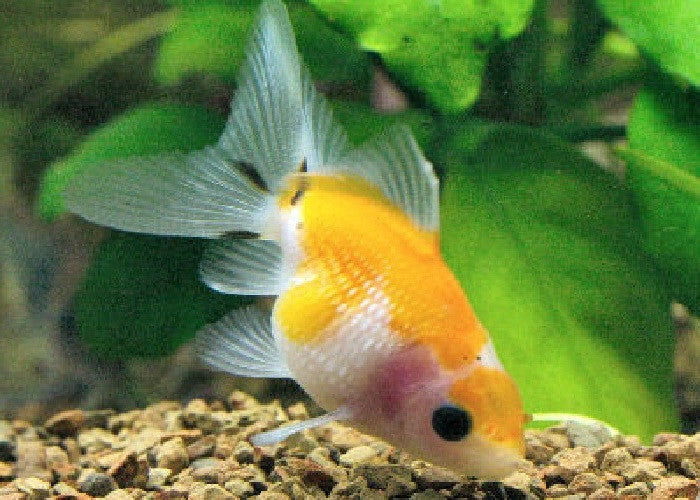 Pearlscale Goldfish "Carassius auratus"