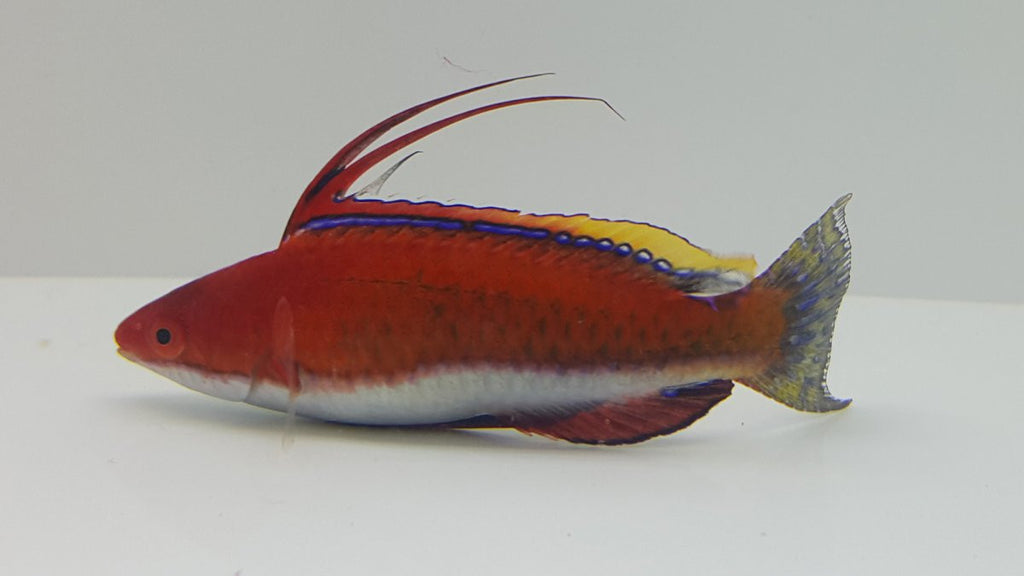 African Pennant Wrasse