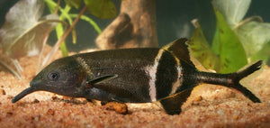 Peters' Elephantnose Fish "Gnatthonemus petersii" (Double Nose)