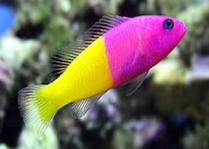 Royal Dottyback "Pseudochromis paccagnellae"
