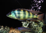 Johnstoni Cichlid "Haplochromis obliquidens"