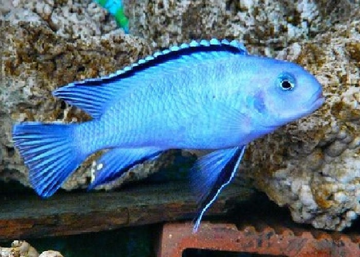 Powder Blue Cichlid  "Pseudotropheus socolofi"