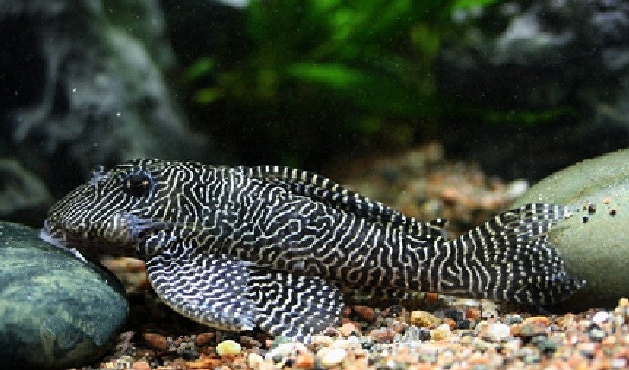 L260 - Queen Arabesque Pleco