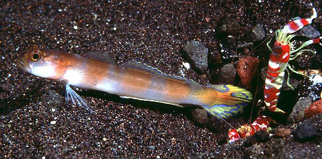 Flagtail Goby