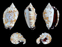 Assorted Conch Snails