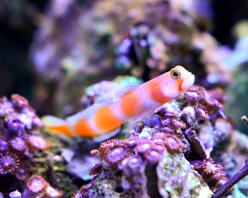 Aurora Goby