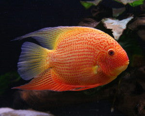 Gold & Red Spotted Severum "Heros severus"
