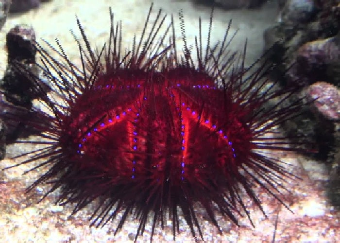 Red-radiating Sea Urchin "Astropyga radiata"