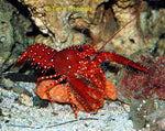 Reef Lobsters