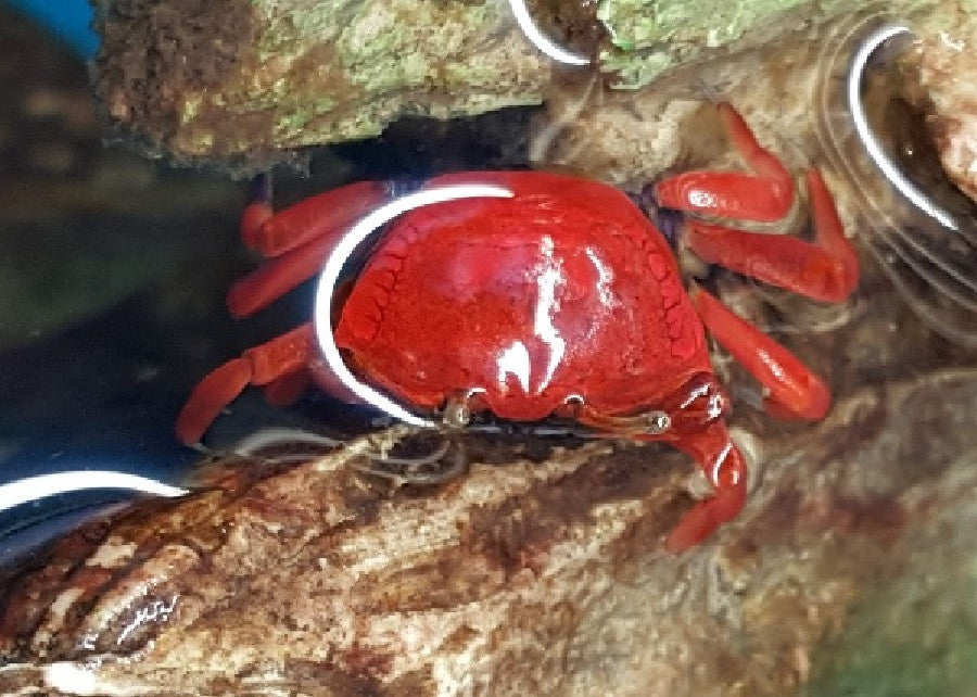 Red Crab - "Sesarma mederi"
