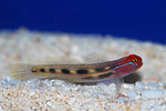 Red Headed Goby "Elacatinus puncticulatus"