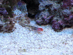 Red Headed Goby "Elacatinus puncticulatus"