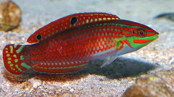Red Lined Wrasse "Halichoeres biocellatus"