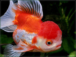 Oranda Goldfish "Carassius auratus"