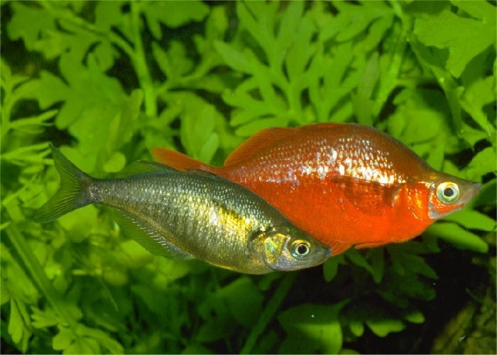 Red Rainbowfish "Glossolepis incisus"