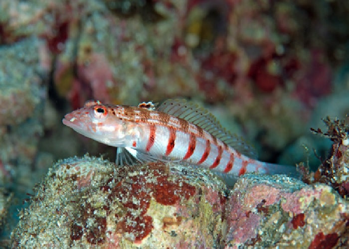 Redbanded Sandperch "Parapercis multiplicata"