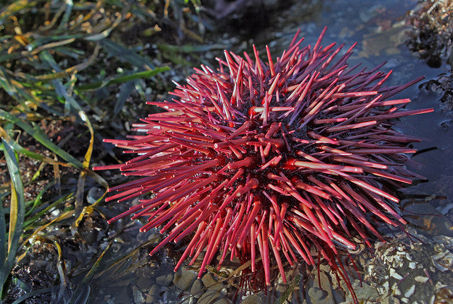 Rose Pink Sea Urchin "Sphaerechinus sp."