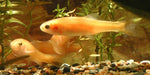 Rosy Red Minnow "Pimephales Promelas"