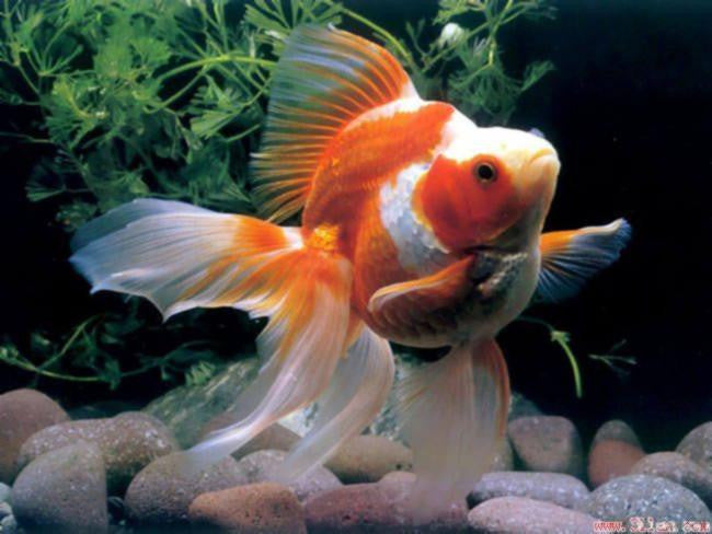 Ryukin Goldfish "Carassius auratus auratus" - 2''