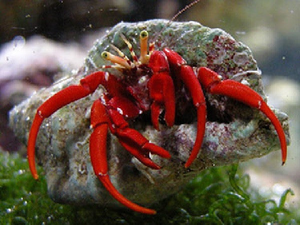 Scarlet Reef Hermit Crab "Paguristes cadenati"
