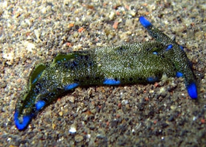Sea Slug "Plakobranchus ocellata"