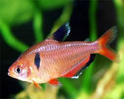 Serpae Tetra "Hyphessobrycon eques"