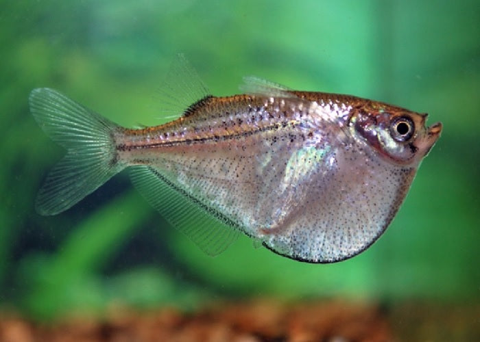 Silver Hatchetfish "Gasteropelecus levis"
