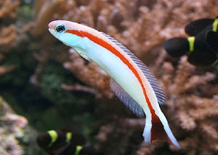 Skunk Tilefish Goby "Hoplolatilus marcosi"