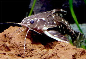 Spotted Raphael Catfish - "Agamyxis pectinifrons"