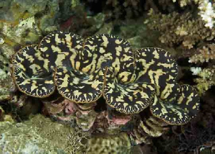 Squomosa Clam "Tridacna squamosa"