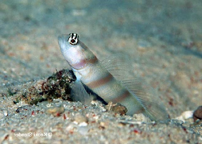 Steinitz Prawn Goby "Amblyeleotris steinitzi"